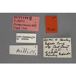 Entomology type specimen labels.