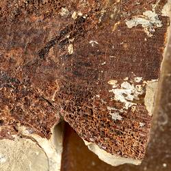 Brown fossil fish in pale matrix, detail.