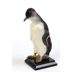 Our Fauna, Sea - Fairy Penguin, <em>Eudyptula minor novaehollandiae</em>