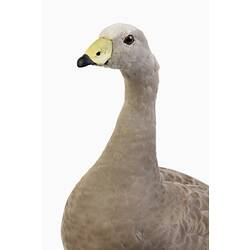 Grey goose specimen mount with pale yellow beak.
