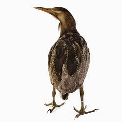 Bird specimen mount with shaggy neck feathers.