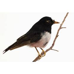 Black and white bird specimen mounted perching on a twig.