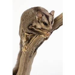 Grey possum specimen with long tail mounted to a branch.