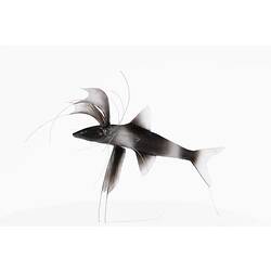 Model of a black and white fish with long thin fin rays.
