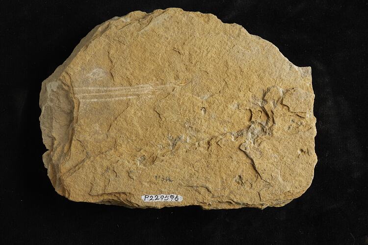 <em>Hedeia gracilis</em>, plant fossil. [P 229596]