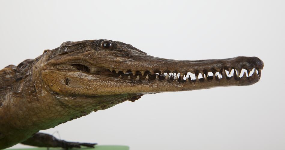 Detail of taxidermied crocodile specimen's head.