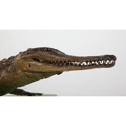 Detail of taxidermied crocodile specimen's head.