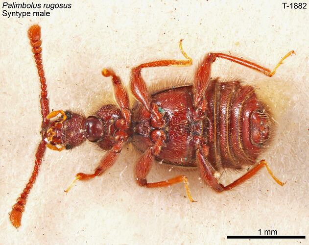 Beetle specimen, male, ventral view.