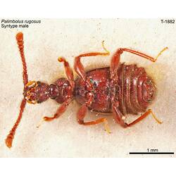 <em>Palimbolus rugosus</em> Oke, 1928