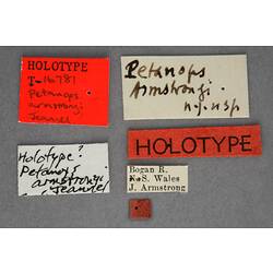 Entomology type specimen labels.