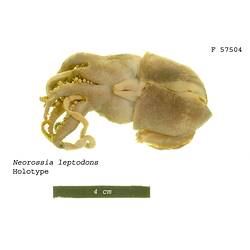 <em>Neorossia leptodons</em>, bobtail squid.  Holotype.  Registration no. F 57504.