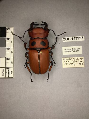 Shiny metallic brown beetle specimen with large mandibles, pinned next to text labels.
