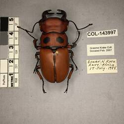 Shiny metallic brown beetle specimen with large mandibles, pinned next to text labels.