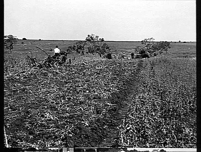 Photograph - H. V. McKay factory and/or equipment