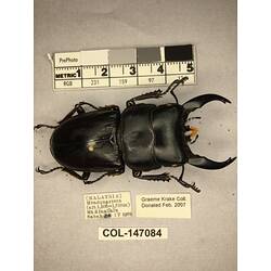 Dorsal view of pinned beetle specimen with labels.
