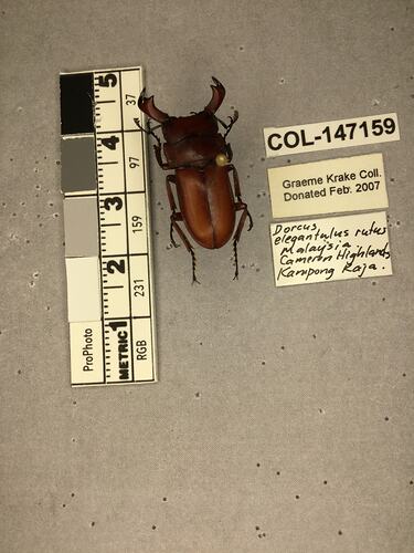 Shiny brown beetle specimen with large mandibles, pinned next to text labels.
