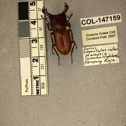 Shiny brown beetle specimen with large mandibles, pinned next to text labels.