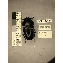 Dorsal view of pinned beetle specimen with labels.