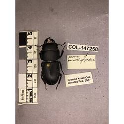 Dorsal view of pinned beetle specimen with labels.