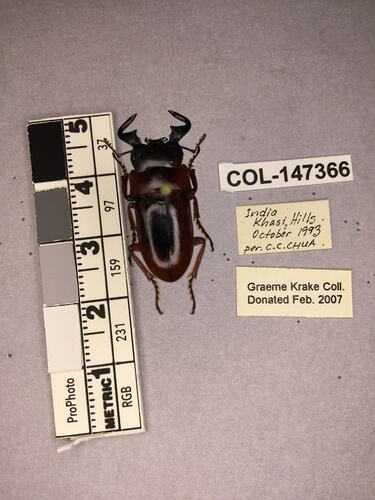 Dorsal view of pinned beetle specimen with labels.