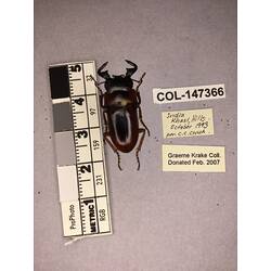 Dorsal view of pinned beetle specimen with labels.