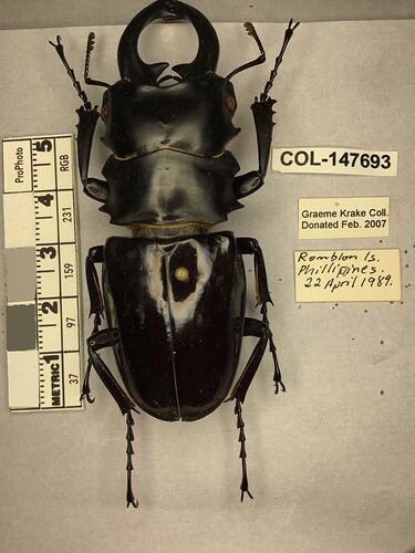 Shiny brown beetle specimen with large mandibles, pinned next to text labels.