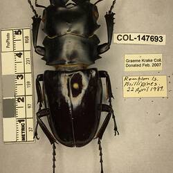 Shiny brown beetle specimen with large mandibles, pinned next to text labels.