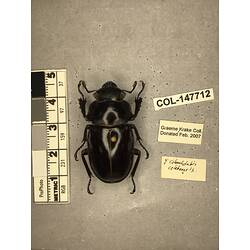 Dorsal view of pinned beetle specimen with labels.