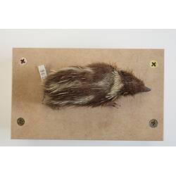 <em>Hemicentetes semispinosus</em>, Lowland Streaked Tenrec. [C 30196]