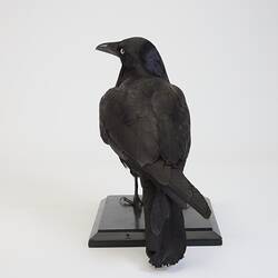 <em>Corvus coronoides coronoides</em>, Australian Raven. [B 21246]