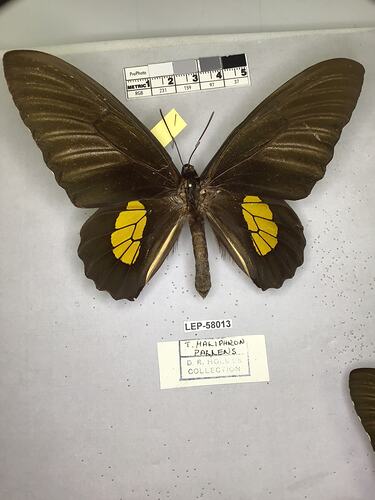 Pinned butterfly specimen beside label.