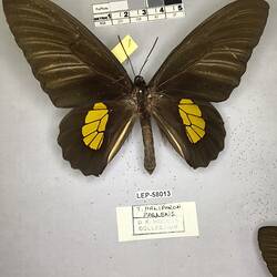 Pinned butterfly specimen beside label.