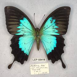 Pinned butterfly specimen beside label.