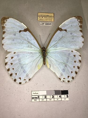 Pinned butterfly specimen beside label.