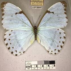 Pinned butterfly specimen beside label.