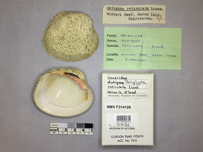 Dry Venus Clam shell beside labels.