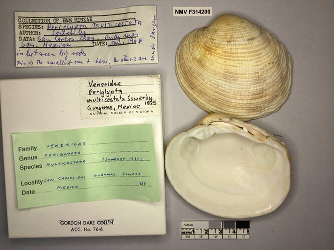 Dry Venus Clam shell beside labels.