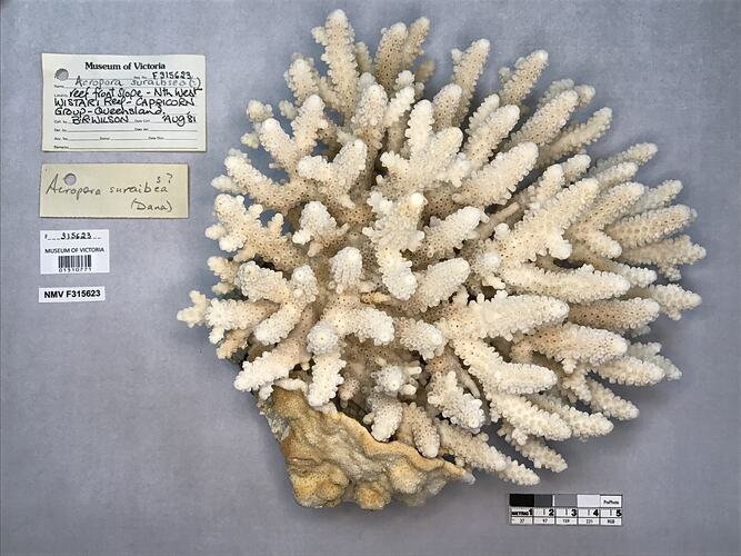 Dry stony coral specimen beside labels.