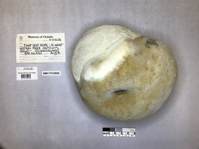 Dry stony coral specimen beside labels.