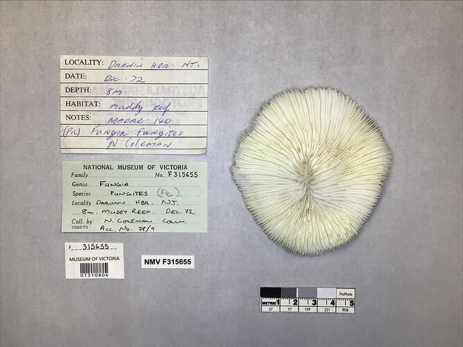 Dry coral specimen beside labels.
