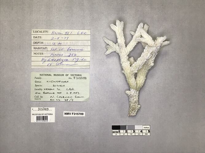Dry coral specimen beside labels.
