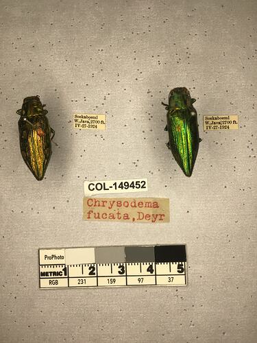 Dorsal view of pinned beetle specimens with labels.