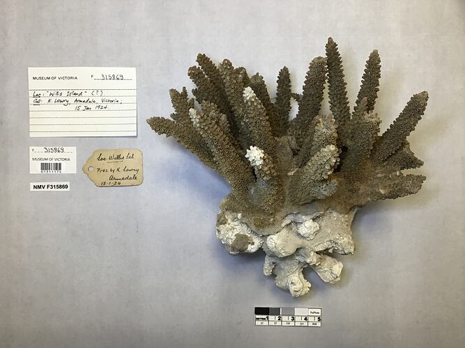 Dry stony coral specimen beside labels.