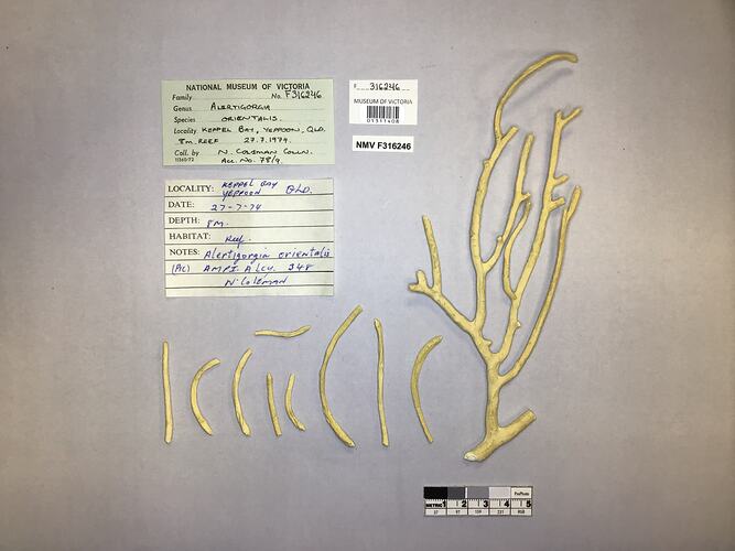 Dry soft coral specimen beside labels.
