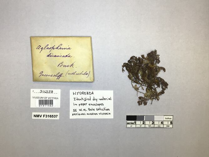 Hydrozoan specimen with labels.