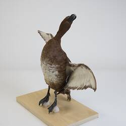 <em>Aythya australis</em>, Hardhead. [B 20984]