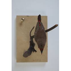 <em>Emblema pictum</em>, Painted Finch. [B 21189]