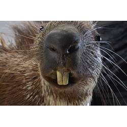 <em>Hystrix cristata</em>, Crested Porcupine. [C 30179]