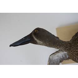 <em>Spatula rhynchotis</em>, Australasian Shoveler. [R 11526]