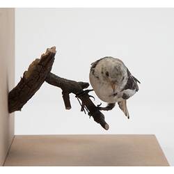 <em>Plectrophenax nivalis</em>, Snow Bunting. [58369]